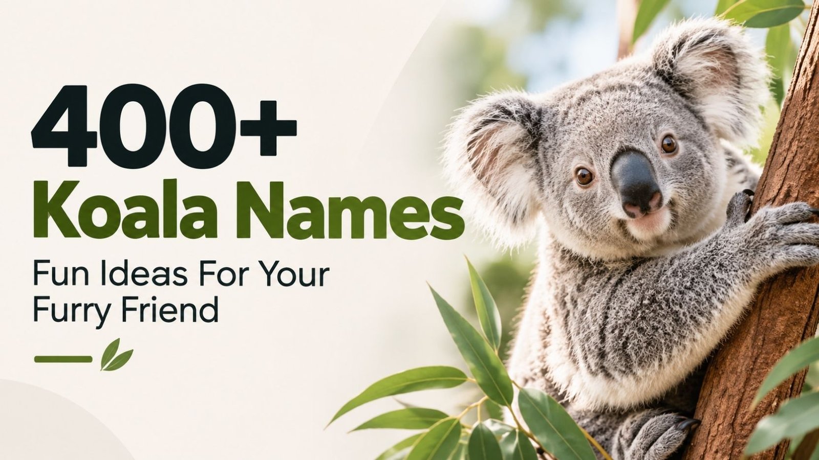 Koala Names You’ll Love: 400+ Cute, Funny, Famous and Surprisingly Perfect Picks